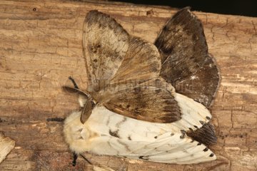 Mating of Asian gypsy moth in summer Belgium