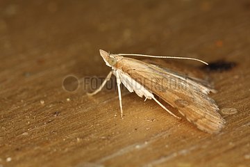 Moth of the family Crambidae at summer in Belgium