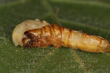 Yellow mealworm moulting