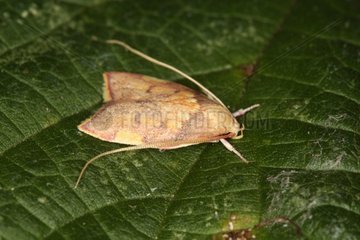 Moth of the Oecophoridae family on a leaf Belgium