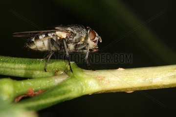 Diptera on plant Belgium
