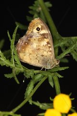 Speckled wood put on a plant in summer Belgium