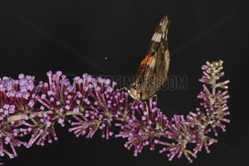 Red amiral landed on an inflorescence of a plant Belgium