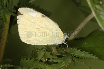 Large white landed in summer in Belgium