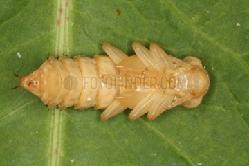 Larva of darkling beetle in summer in Belgium