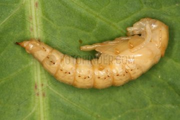 Larva of darkling beetle in summer in Belgium