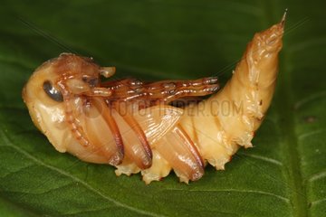 Larva of darkling beetle in Belgium