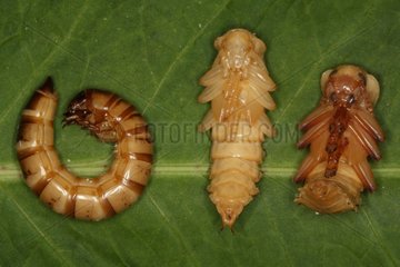Meal worms at three stages of developed heavy Belgium