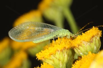 Lacewing laid on yellow flowers in summer Belgium