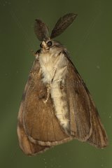 Male Asian gypsy moth on a window Belgium