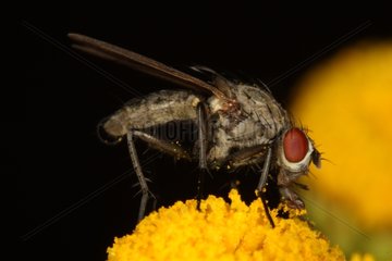 Diptere on a yellow flower in summer Belgium