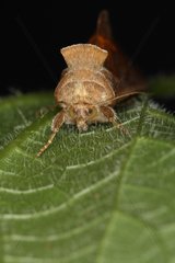 Moth on a leaf in summer Belgium