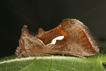 Moth on a leaf in summer Belgium
