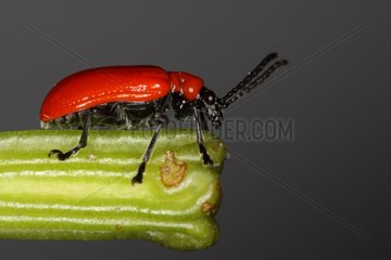 Scarlet lily beetle in summer Belgium