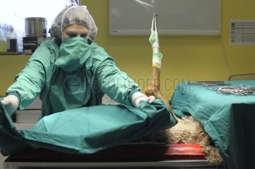 Preparing a dog to a veterinary surgery