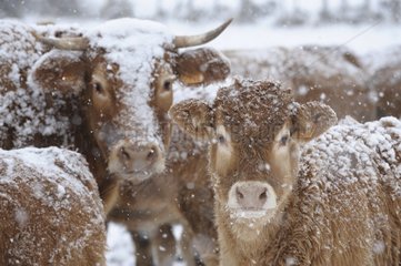 Limousin cows with their calves in the snow Lozère France