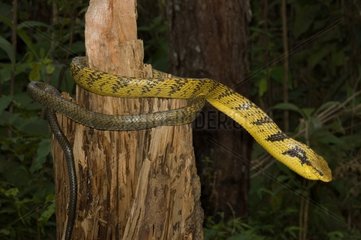 Amazon Puffin Snake French Guiana