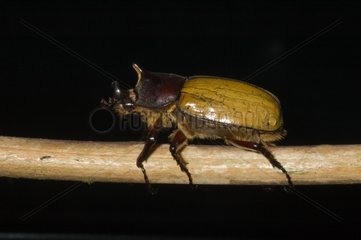 Hercules Beetle on a twig Bellevue Martinique