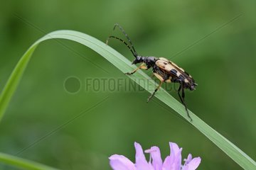 Long-horned Beetle on a blade of grass Pyrenees France