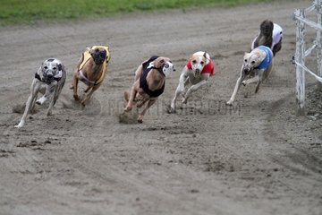 Greyhound racing on a racetrack Pyrenees France