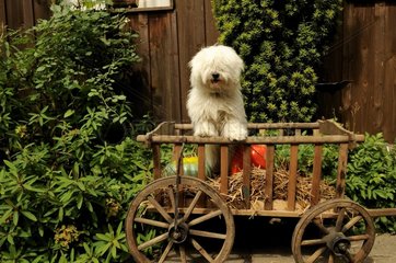 Coton de Tulear for 10 months in a cart