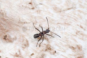 Broad-headed Bug nymph in summer Denmark