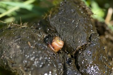 Equine Botfly larvae in horse excrement in April Denmark