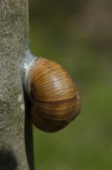 Roman Snail protects against dehydration in May Denmark