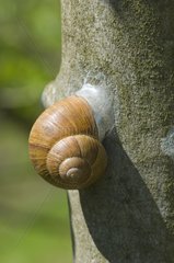 Roman Snail protects against dehydration Denmark in May