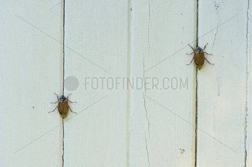 Two Common Cockchafer on wooden wall Sweden in June