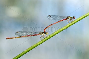 Small red damselflies mating on stem Chautagne France