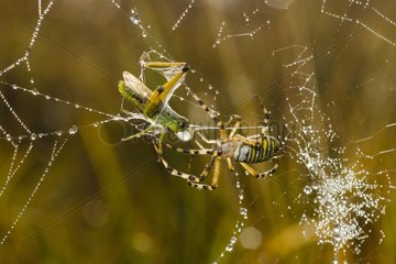 Wasp Spider on his web Bog Cerin Bugey France