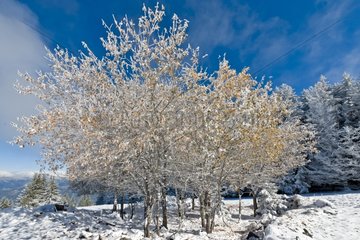 First snow fall on tree Alpes France