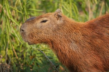 Portrait of Capybara in wetlands Pantanal Brazil