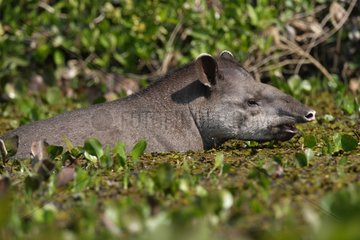 South Ameriacan Tapir in a river Pantanal Brazil