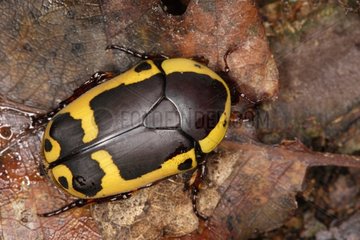 Brown-and-yellow fruit chafer on dead leaves