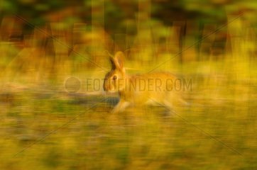 European Rabbit running in the grass Marais Breton France