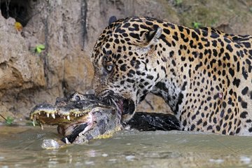 Jaguar killing the Cayman it has just captured Pantanal