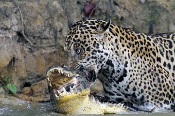 Jaguar killing the Cayman it has just captured Pantanal