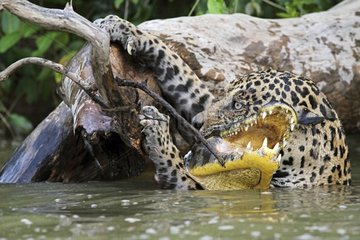 Jaguar clinging on branch to exit river water with its prey