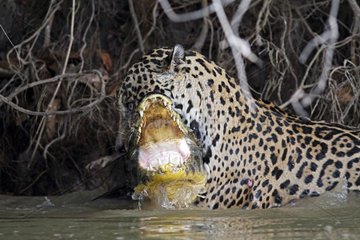 Jaguar killing & reporting a Cayman against a strong current