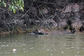 Jaguar hoists on the bank the Cayman it has just captured