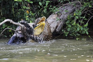 Jaguar killing & reporting a Cayman against a strong current