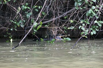 Jaguar away on river bank with a Cayman just captured