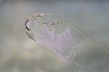 Spider Web in the first light of day France