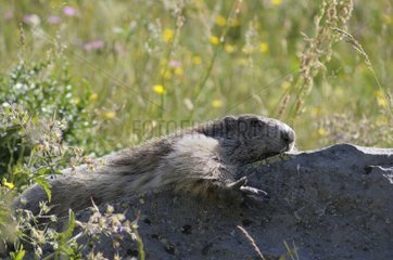 Alpine Marmot lying on a rock in the sun Mercantour NP