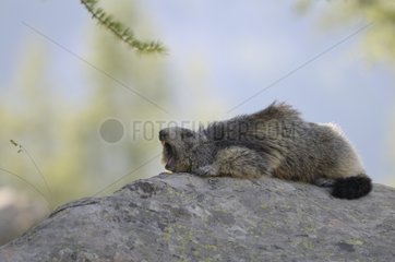 Marmot on a rock gaping PN Mercantour France