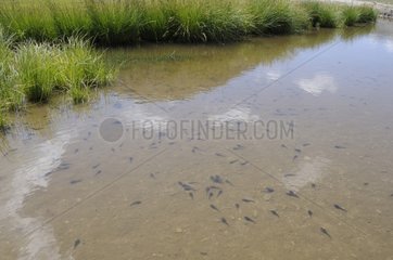 Tadpoles in a lake high in the Mercantour NP France