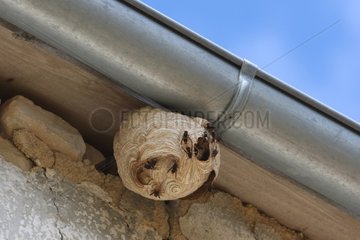Asian hornet's nest under a roof in France