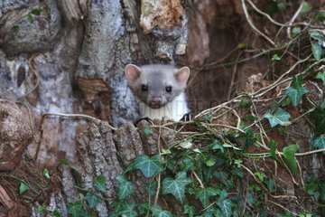 Stone Marten in the trunk of a tree in the forest in France